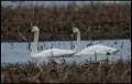 _7SB2246 tundra swans